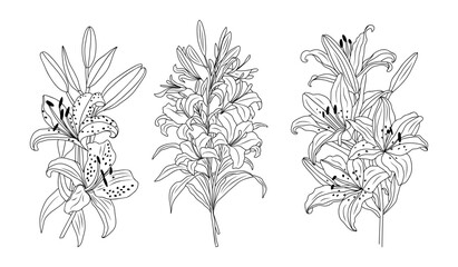 Set of Lily flowers line art vector botanical illustration. Hand drawn May birth month flowers black ink sketch isolated on transparent background