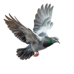 Fototapeta premium pigeon in mid-flight. showcasing its wings spread wide and vibrant plumage. emphasizing its natural beauty and grace this depiction highlights the bird's dynamic movement and can be used for education