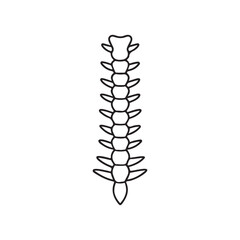 spine icon