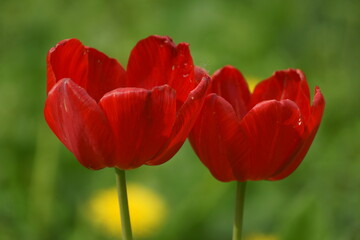 red and yellow tulips