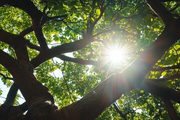 high detail image of beautiful sun shining through trees nature photography