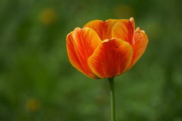 red and yellow tulip
