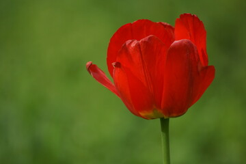 Obraz premium red tulip on the street 