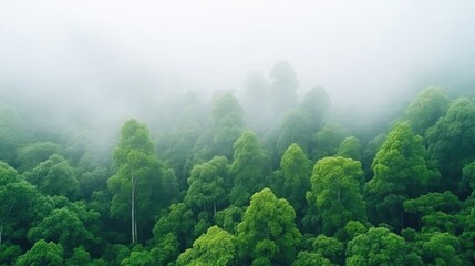 Lush green forest shrouded in morning mist. Verdant trees in dense canopy. Tranquil, peaceful atmosphere