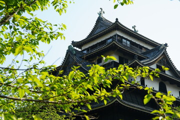 Fototapeta premium 晴れた日の新緑がきれいな島根県松江市の国宝松江城