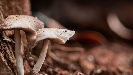close up photo of mushroom