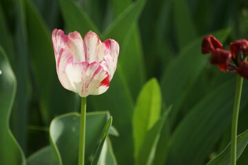 red and white tulips