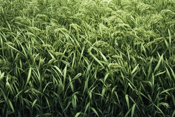 Obraz premium Digital render of realistic turf texture, fresh green lawn on transparent background, springtime feel