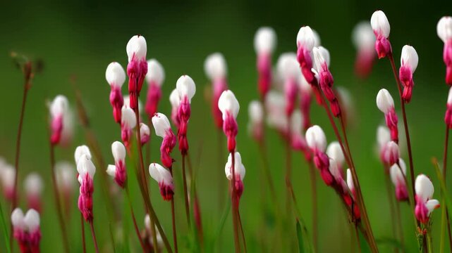 Field of blooming calceolaria biflora with white and pink petals, and thin brown stems in a natural habitat setting against a green background.