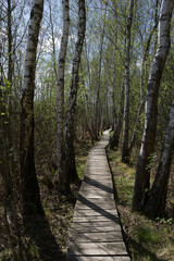 Spring around the lake, fresh greenery