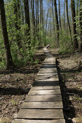 Spring around the lake, fresh greenery