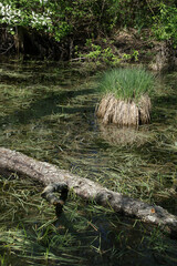 Spring around the lake, fresh greenery