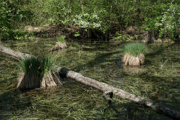 Spring around the lake, fresh greenery