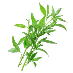 Obraz premium vibrant green sprig of tarragon. showcasing its elongated leaves and fresh appearance. often used in culinary dishes for flavoring its bright color suggests freshness and vitality. making it an appeal
