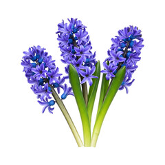 Obraz premium Hyacinth Branch Flower PNG – Transparent Background Clipart for Design