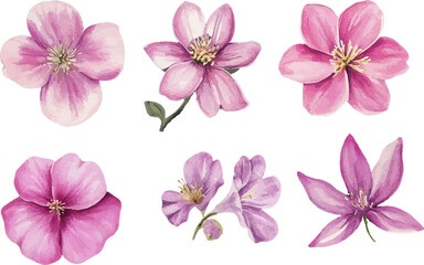 pink and white flowers