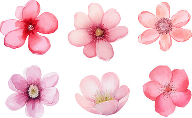 set of pink flowers