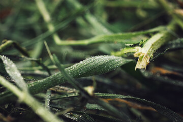 Natural green background, freshly cut grass with dew drops in close-up.