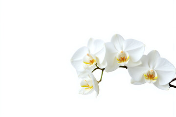 Obraz premium branch with white flowers on a white background