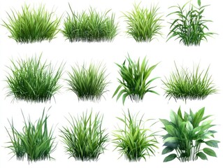 Grass Variety Collection on White Background