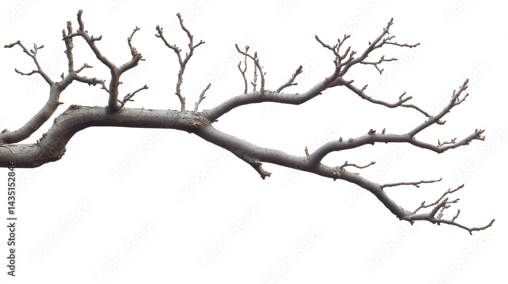 Poster bare tree branch with numerous thin. twisted limbs extending outward. set against a plain white back