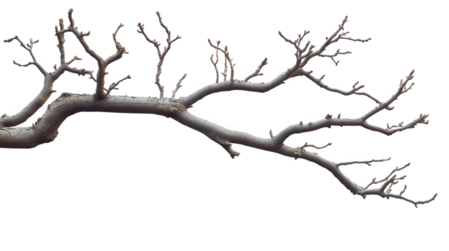 bare tree branch with numerous thin. twisted limbs extending outward. set against a plain white background this minimalist composition emphasizes the intricate structure of the branch. making it suita - Powered by Adobe