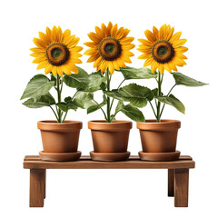 Obraz premium Three Vibrant Sunflower Plants in Terracotta Pots on a Wooden Stand on transparent background