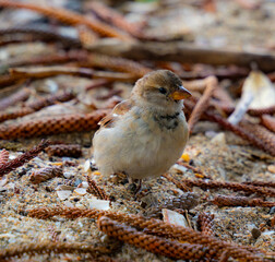 A sparrow in the sand among the fallen branches of a Norfolk pine tree in Browns Bay, Auckland, New Zealand