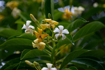 Hymenosporum Flowers in Browns Bay, Auckland, New Zealand