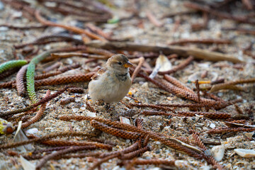 A sparrow in the sand among the fallen branches of a Norfolk pine tree in Browns Bay, Auckland, New Zealand