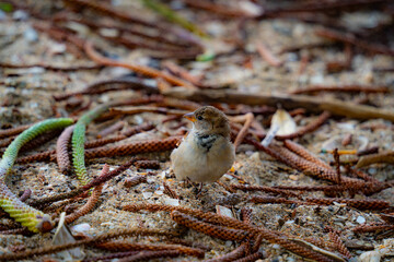 A sparrow in the sand among the fallen branches of a Norfolk pine tree in Browns Bay, Auckland, New Zealand