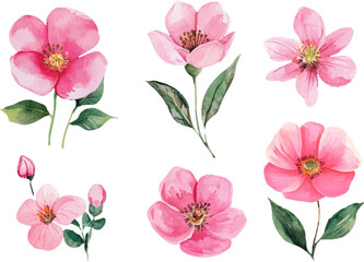 set of pink flowers