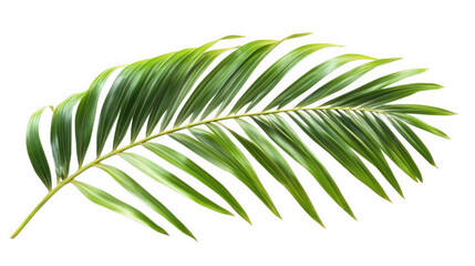 Fototapeta premium vibrant. green palm leaf. showcasing its elongated shape and intricate leaflets. ideal for use in design. decoration. or nature-related themes