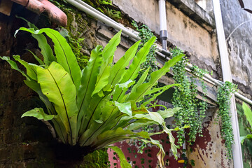 Asplenium nidus is an epiphytic species of fern in the family Aspleniaceae, lives attached or planted on the brick wall. Ecology concept. © Muhammad