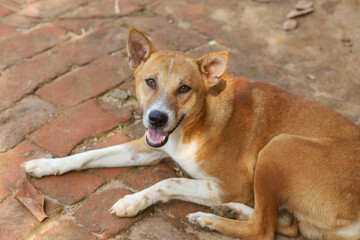 A street dog is sitting on the ground