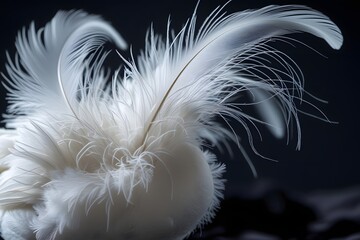 Obraz premium White duck feathers isolated on black background.