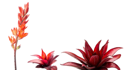 Aloe vera isolated on white background
