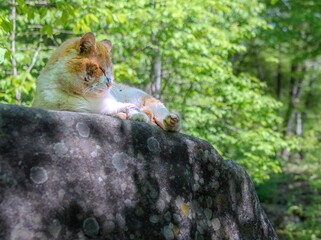 white and ginger cat dozing on a boulder against the backdrop of a green forest on a sunny spring...