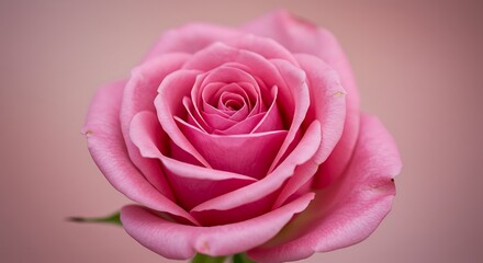 Fototapeta premium Pink Petals, Soft Light AI Generated