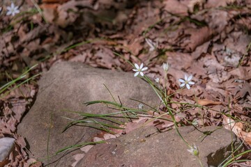 three delicate white flowers among the stones on a sunny day