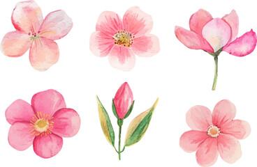 pink and white flowers