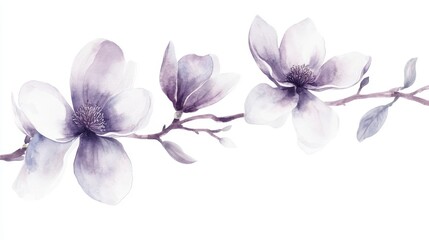 Obraz premium Delicate Watercolor Magnolia Branch with Purple and Gray Blossoms