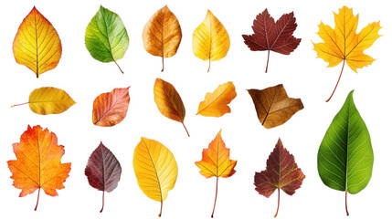 Obraz premium a variety of leaves in different shapes and colors. representing the beauty of nature and the changing seasons the leaves exhibit hues of green. yellow. orange. red. and brown. highlighting the divers