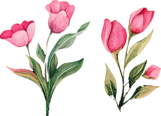 Fototapeta premium bouquet of tulips vector illustration