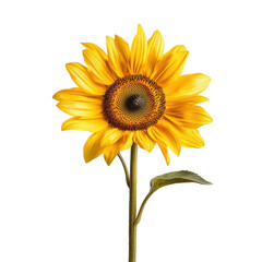 Fototapeta premium Closeup of vibrant yellow sunflower showcasing its intricate details and curved green stem, Closeup view yellow sunflower with curved stem, isolated on Transparent background