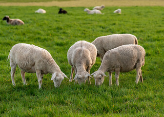 Rural scene with sheep eating fresh green grass in meadow. Ideal for illustrating sustainable living, rural living and animal husbandry concepts.