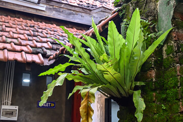 Asplenium nidus is an epiphytic species of fern in the family Aspleniaceae, lives attached or planted on the brick wall. Ecology concept. © Muhammad