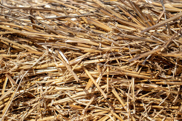 The straw lies on the ground, top view. Chaotically scattered stems of cut crops in the sun. Thatch grass on a sunny day.