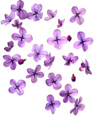 Floating Purple Lilac Blossoms on White Background