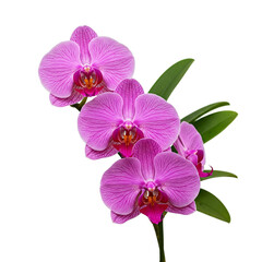 Obraz premium ​Orchid Branch Flower PNG – Transparent Background